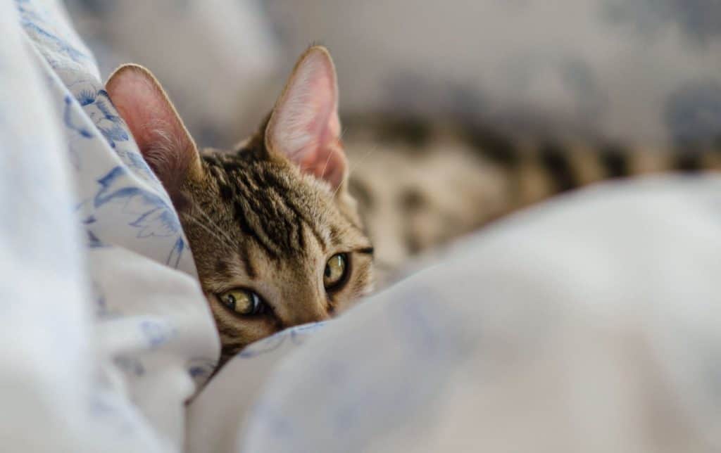 CatInn