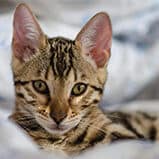 CatInn