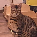 CatInn